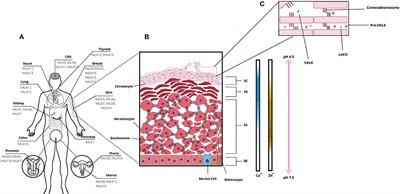 Human Tissue Kallikreins-Related Peptidases Are Targets for the Treatment of Skin Desquamation Diseases